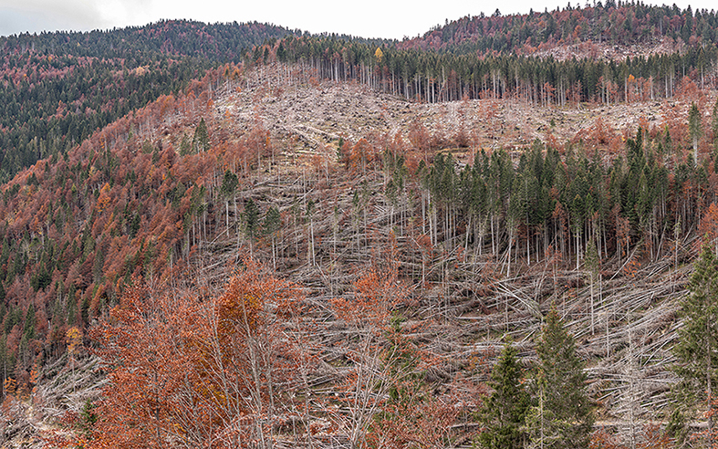 alberi distrutti da Vaia